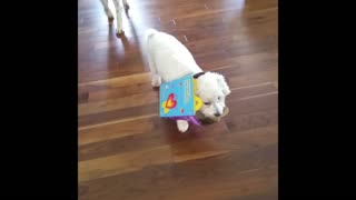 Pup gets caught in 'Happy Meal' box