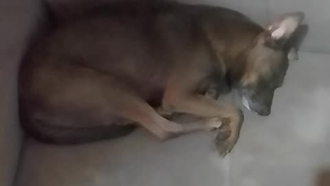 A cachorra tá dormindo