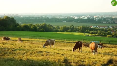 COW VIDEOS 🐄 COWS GRAZING 🐄 COW SOUNDS