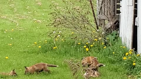 Baby Foxes Play Next to Old Barn