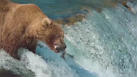 Big Brown Bear Hunting Fish In Forest River Brown Bear