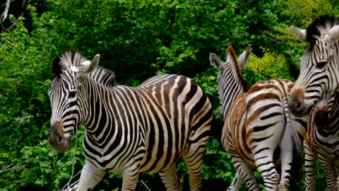 Zebra Animal Stripes Striped Black And White/