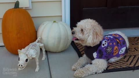Dog halloween costumes