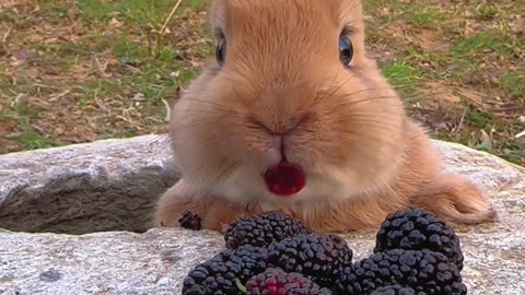 Cute Rabbit eatting / 2023