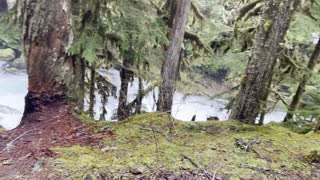 Climbing Trail Opposite Side of the River – Sahalie Falls & Koosah Falls Loop – Central Oregon – 4K