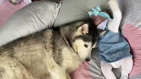 Adorable Husky Refuses To Stop Cuddling My Newborn Baby!! [CUTEST VIDEO EVER!!]