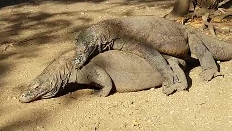 Komodo dragon mating