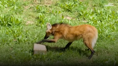 The maned wolf_Full-HD.mp4