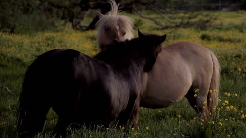 8 MINUTES of CURIOUS SHETLAND PONIES | BEST Relax Music, Meditation, Stress Relief, Calm | TVM