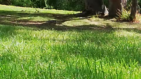 Gray sparrow eating