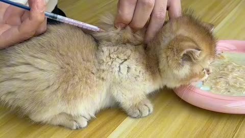 Record the cat’s first vaccination~ #weeklyfluff I took him to get vaccinated today.