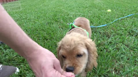 How to Train your Puppy to Come When Called NOW AND FOREVER!