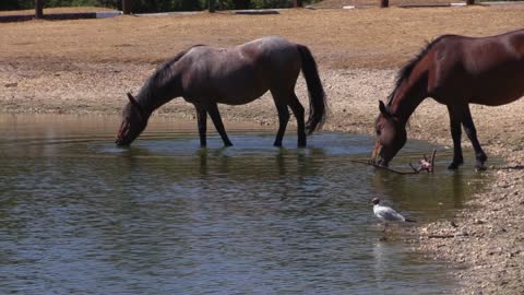 Horses drink water