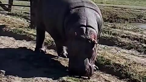 Hippos have thick whiskers around their mouths that help them feel whats around them