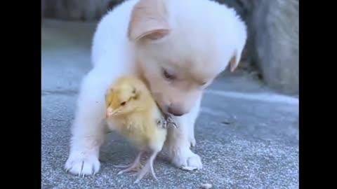 Beautiful dog video and funny animal videos