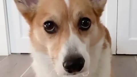 Very Funny Dog Video NEW FUNNY 2024