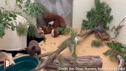 REUNITED AND IT FEELS SO GOOD! Orphaned Bear Cubs Meet Again at California Wildlife Center