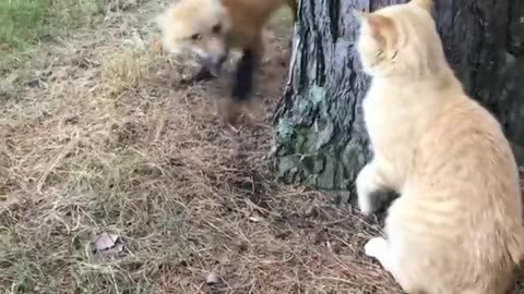 Fox and cat | cat fight | kitten