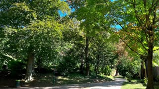 Greenery and the woods