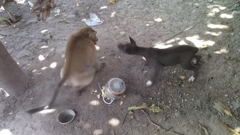 Monkey vs dog real fight - funny dog vs monkey video l funny video l comedy videos
