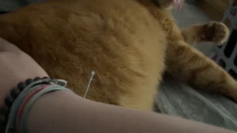 Cat Licks the Air While Get Scratches