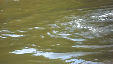 Curious Crocodile Checks Out Fishing Boat