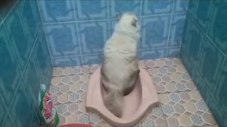 Smart cat mating and going to the toilet