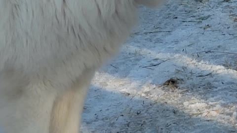 Great Pyrenees 8mo Puppy, Luna