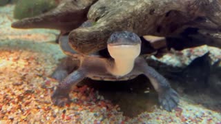 NECKY EATER: Snake-Necked Turtle Exercises Its Neck While Feeding