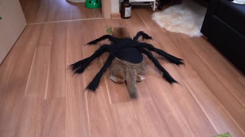 It's hard to be a spider-cat on Halloween