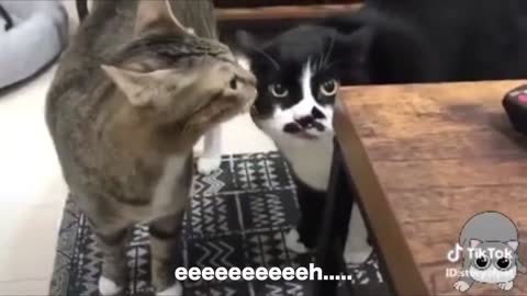 Cats talking !! these cats can speak english better than hooman