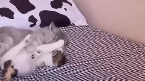 funny cat