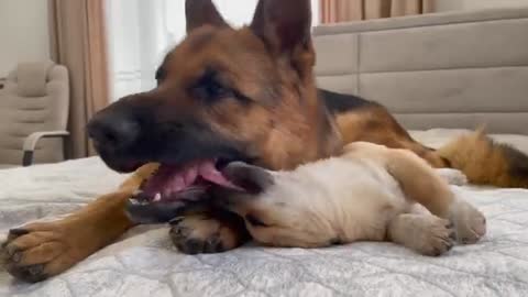 Puppy Shows his love for German Shepherd