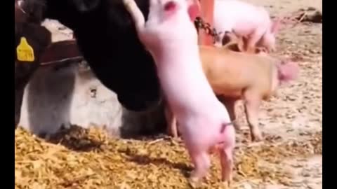 Fun time for a pet pig