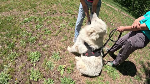 Fitting A Pinch Collar To A Large Dog