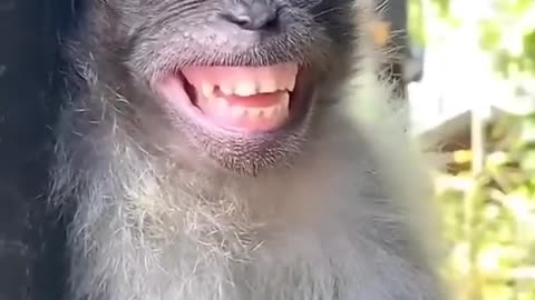 Funny Animal and Nature Videos