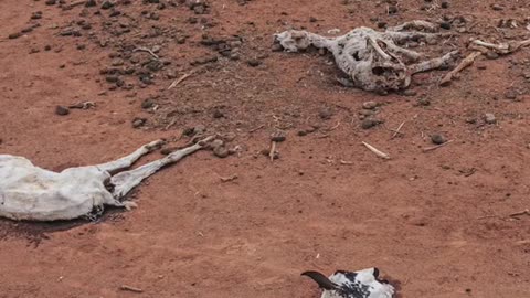 The reality ofSomalia's drought