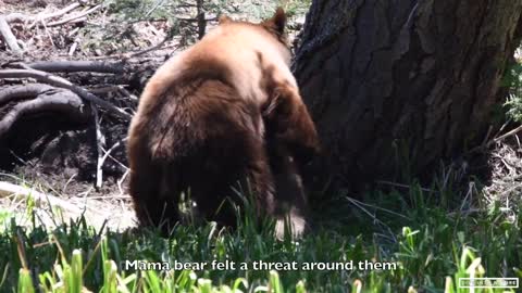 Mother Black Bear & Her Adorable Bear Cub in Sequoia National Park - California