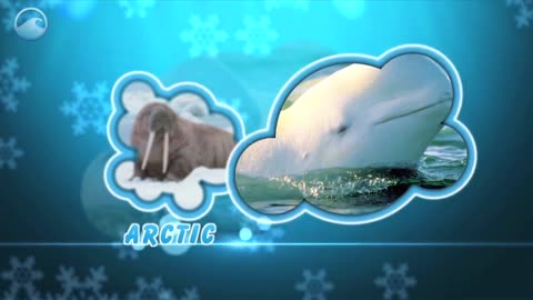 Animals of the Ice - Walruses