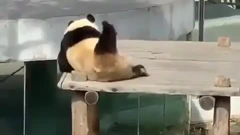 happiest panda in the world
