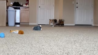 Corgi Puppy Coming in Hot!