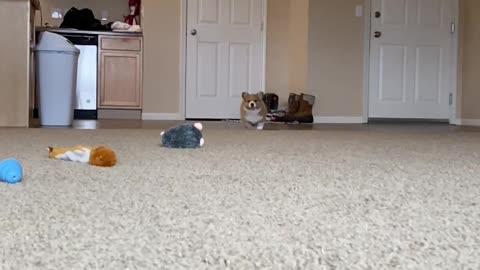 Corgi Puppy Coming in Hot!