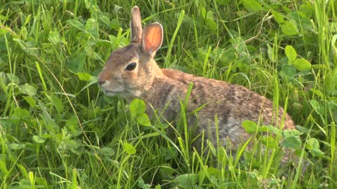 A rabbit eating