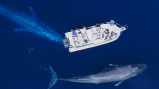 Beautiful encounter ❤️🐋