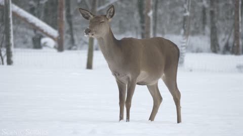 WINTER WILDLIFE : SCENIC RELAXATION FILM