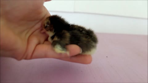 Newborn Baby Chick Just Wants To Be Held