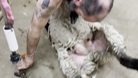 Shearing an older Suffolk Ewe 🐑