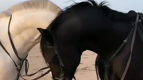 the horse meets his lover🥰🥰