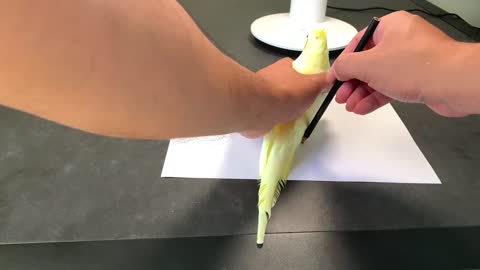 Drawing a Bird is not Easy I'm Making Cockatiel Quishna a Birthday Present