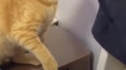 Cat funny video